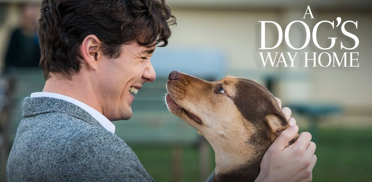 A Dogs Way Home (2019) Bluray Google Drive Download